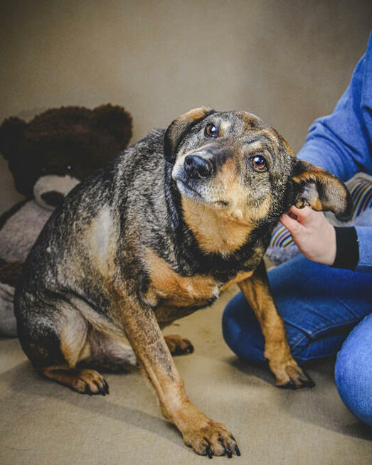 Holly nie radzi sobie w schronisku! Adoptuj!