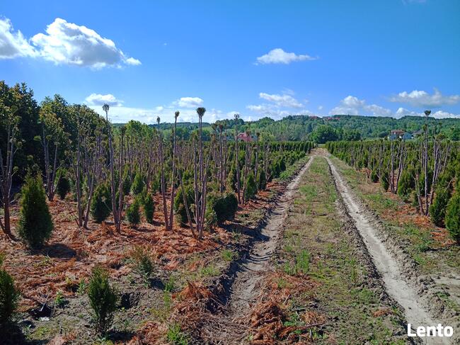 Wydzierżawię pole 30 arów Kielnarowa obok Rzeszowa
