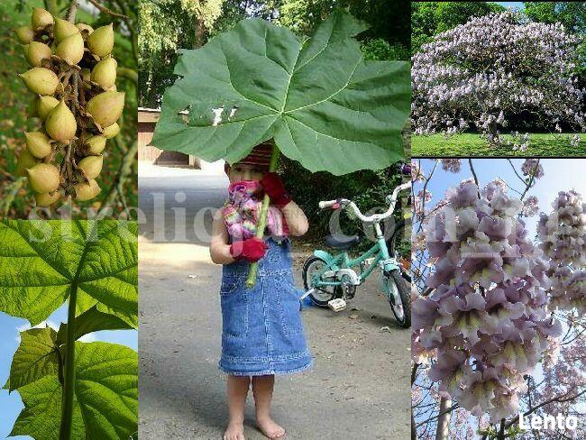 drzewa szybko rosnące Paulownia
