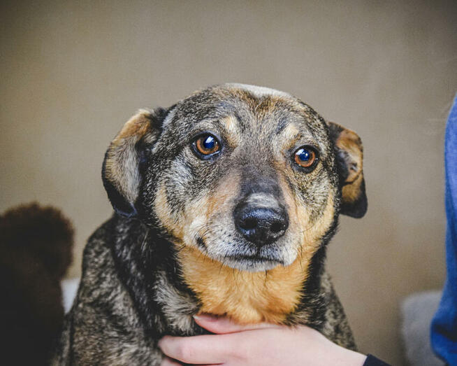 Holly nie radzi sobie w schronisku! Adoptuj!