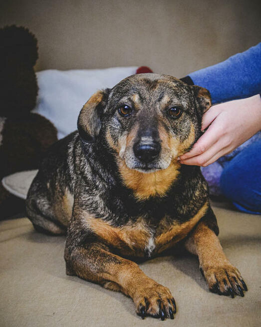 Holly nie radzi sobie w schronisku! Adoptuj!