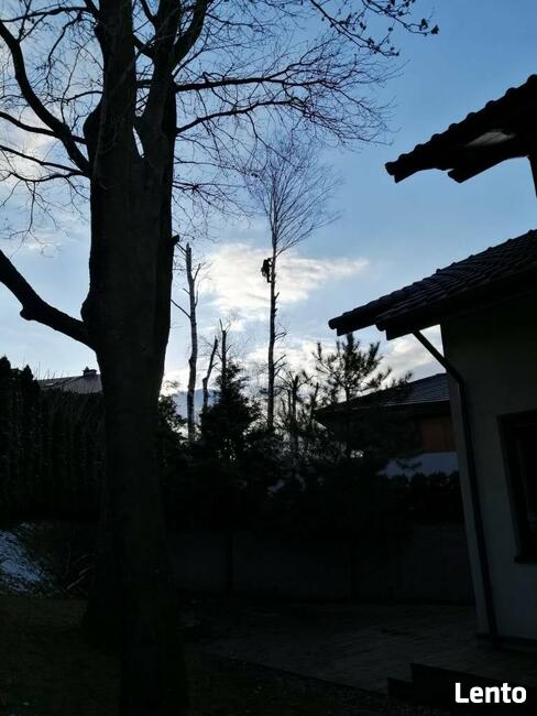 WYCINKA DRZEW- SOLIDNIE, BEZPIECZNIE!