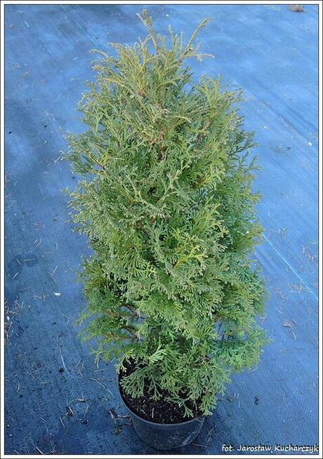 Żywotnik zachodni Columnaris 70 cm w doniczkach, tuja