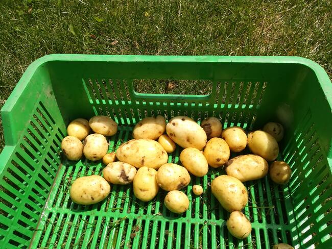 ziemniaki - eko z upraw bez nawozów i chemii