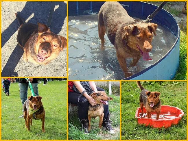 Rudy wspaniały pies