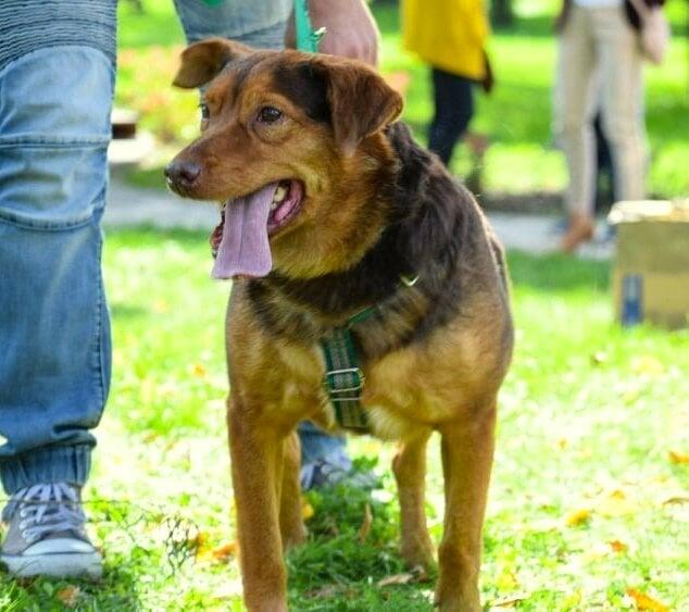 Rudy wspaniały pies