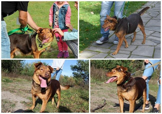 Rudy wspaniały pies