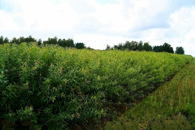 Wiklina zielona wykoszona bez gradu i robaka Dobra jakość