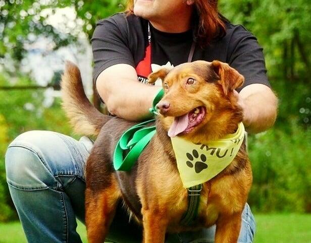 Rudy wspaniały pies