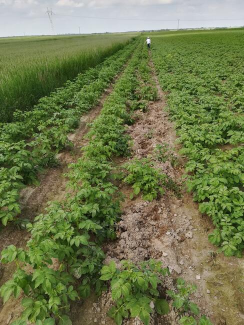 ziemniaki - eko z upraw bez nawozów i chemii