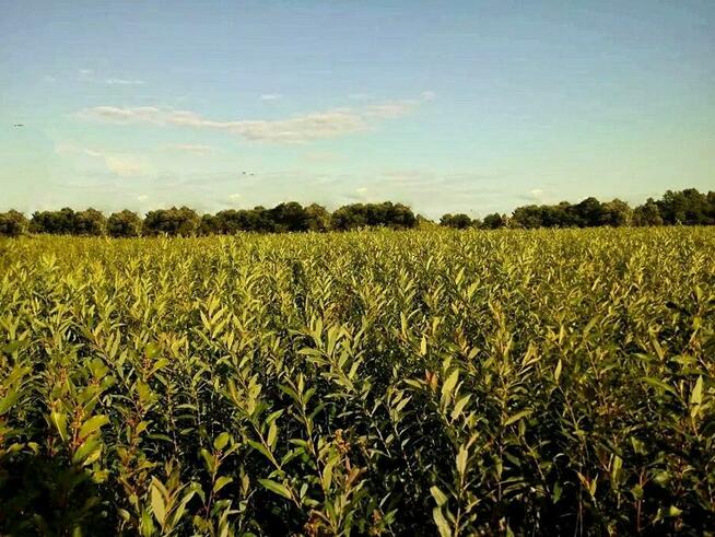 Wiklina zielona wykoszona bez gradu i robaka Dobra jakość