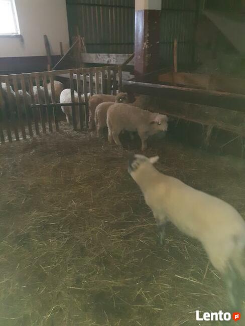 Jagnięcina na Wiekanoc