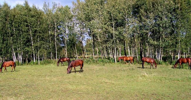 Rozwojowe ranczo - już gotowe na przyjęcie ponad 20 koni.