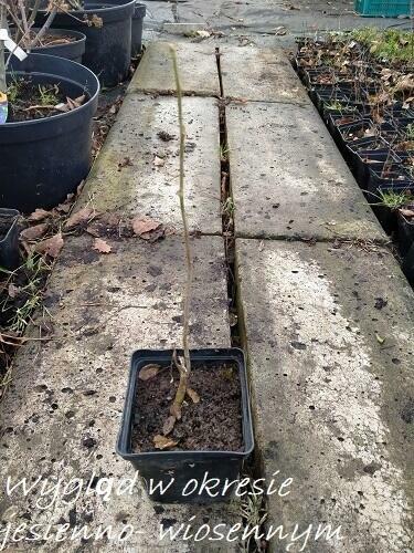 WISTERIA GLICYNIA CHIŃSKA PIĘKNE PNĄCZE KRZEWY24