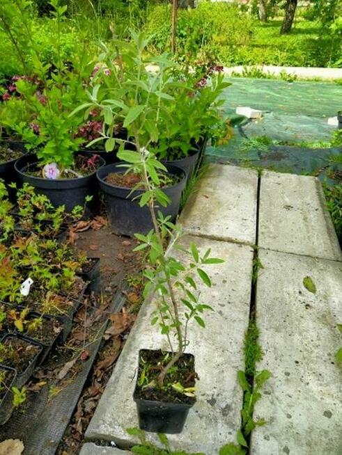 P11 Oliwnik wąskolistny miododajny