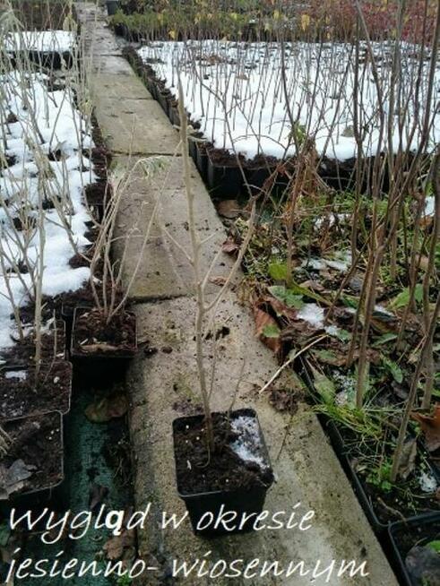 P11 Oliwnik wąskolistny miododajny