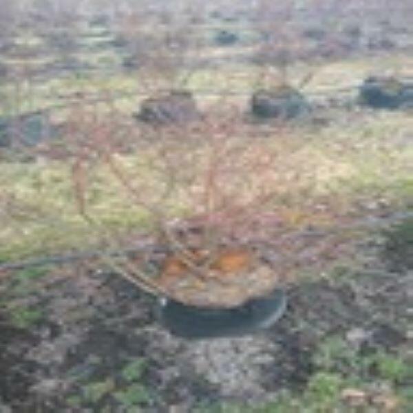 Borówka amerykańska 8 lat duże sadzonki BLUECORP