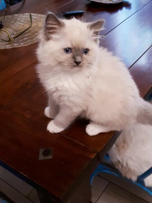 Kocięta Ragdoll z rodowodem