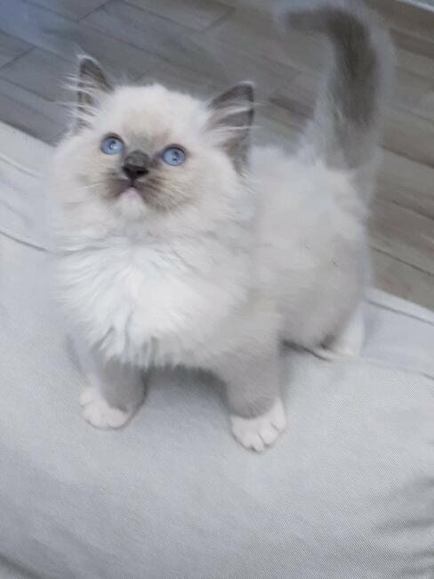 Kocięta Ragdoll z rodowodem