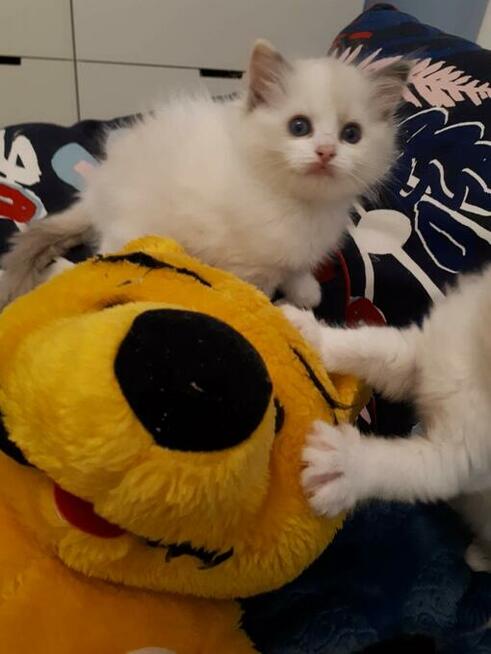 Kocięta Ragdoll z rodowodem