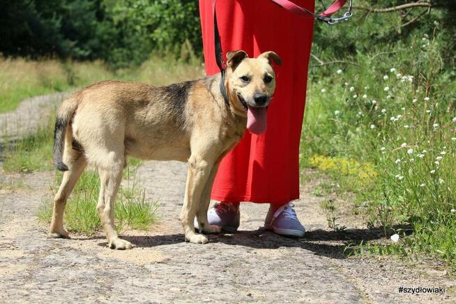 Adoptuj przyjaciela na całe życie, super psiak czeka