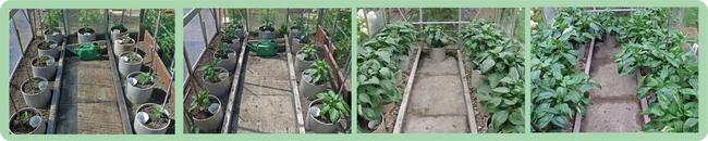 Doniczki Spinane bez dna do uprawy Pomidorów