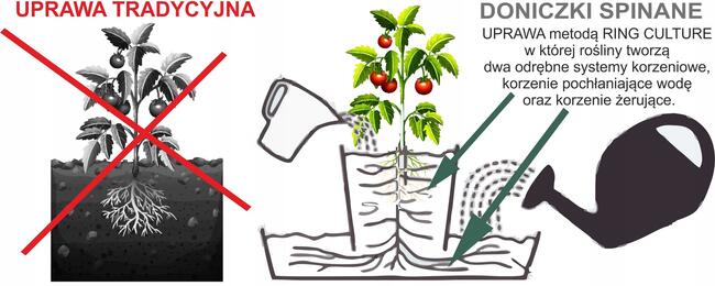 Doniczki Spinane bez dna do uprawy Pomidorów
