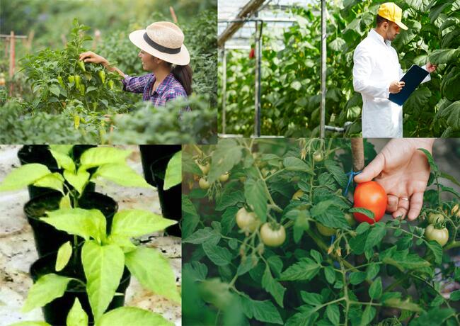 Doniczki Spinane bez dna do uprawy Pomidorów