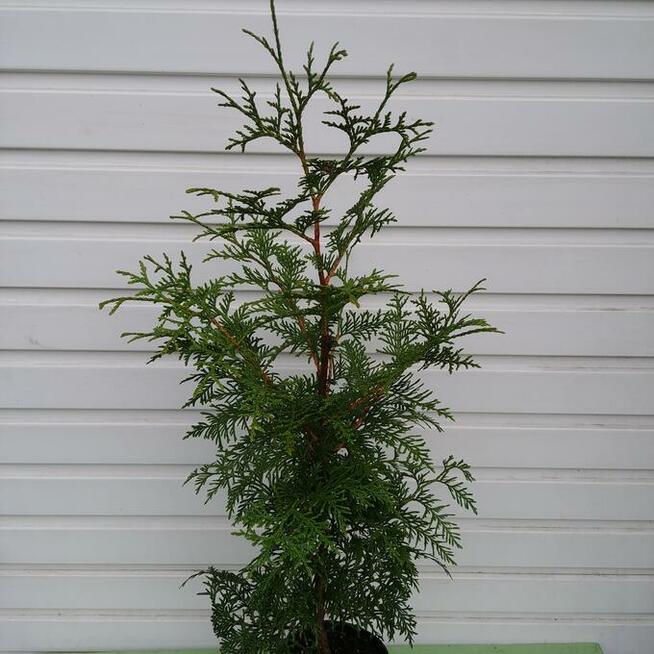 Żywotnik olbrzymi Gardenland w pojemnikach, pow. 1 m, tuja