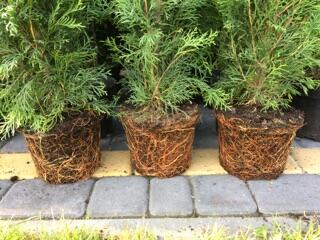 Tuja Szmaragd 90cm Thuja Smaragd w doniczce 3l. Ukorzenione!