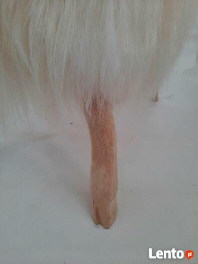 Baran Dekoracyjny Skóra Owcza Naturalna Dekoracja Ozdoba