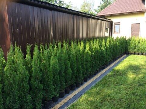 Tuja Szmaragd 90cm Thuja Smaragd w doniczce 3l. Ukorzenione!