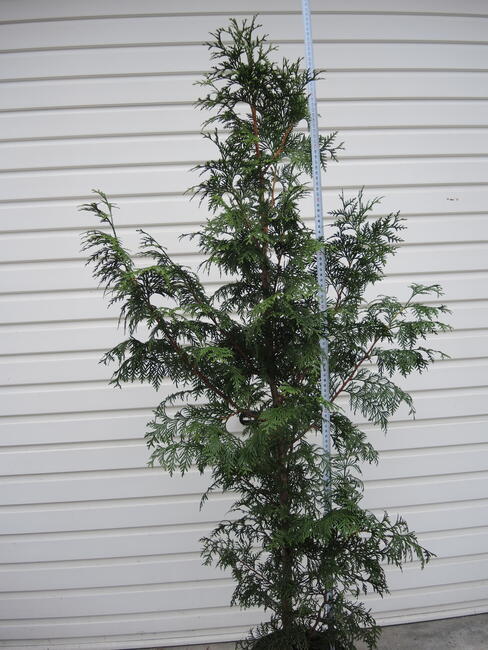 Żywotnik olbrzymi Gardenland w pojemnikach, pow. 1 m, tuja