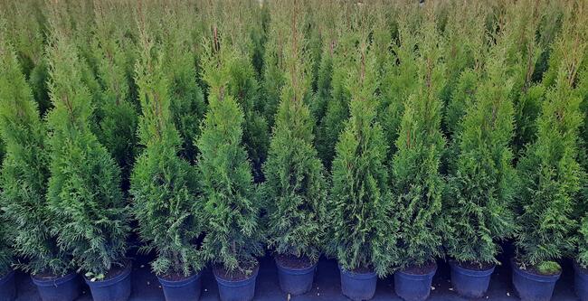 Tuja Szmaragd 90cm Thuja Smaragd w doniczce 3l. Ukorzenione!