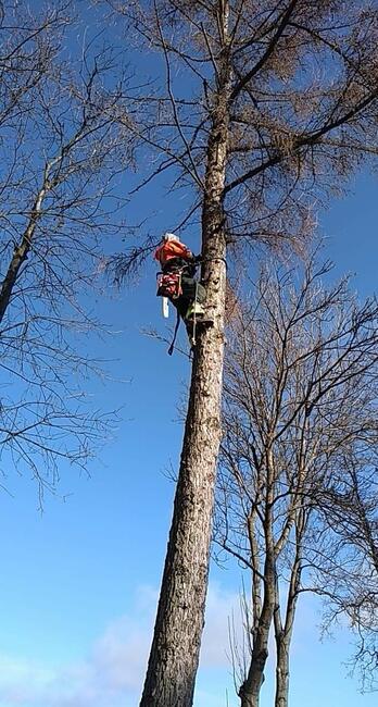 Usługa rebakiem do gałęzi