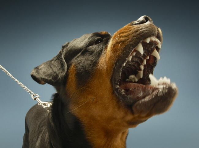 Behawiorysta Psi Głogów, Szkoła dla psów Doberman
