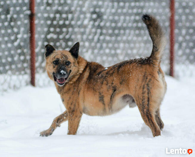 Drzekula ok.5 letni aktywny psiak Psy z Kociego Świata