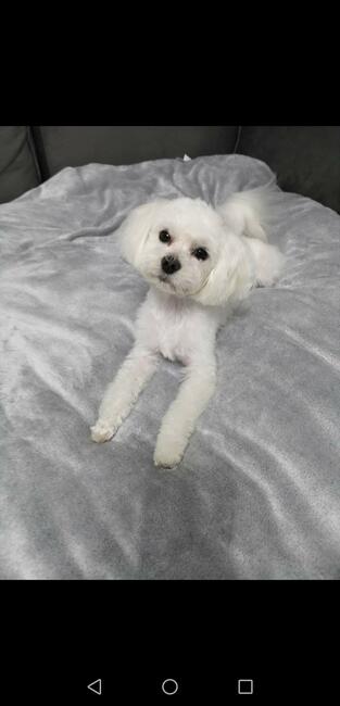 Maltańczyk reproduktor krycie