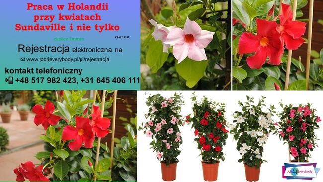 Wyjazdy do Holandii od zaraz