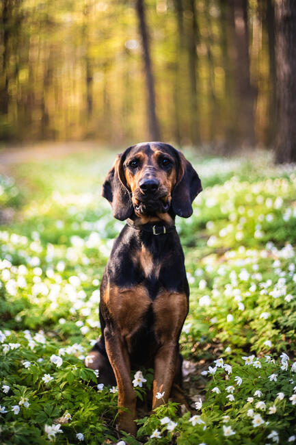 pies suczka gończy polski zaginął NAGRODA 2000ZŁ