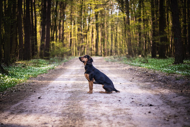 pies suczka gończy polski zaginął NAGRODA 2000ZŁ