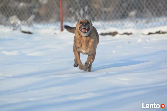 Drzekula ok.5 letni aktywny psiak Psy z Kociego Świata