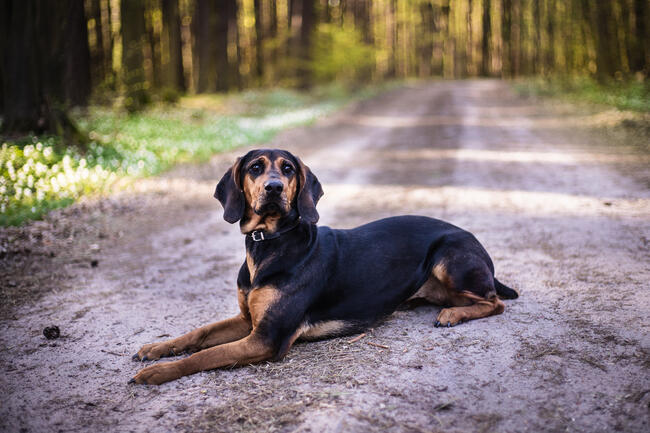 pies suczka gończy polski zaginął NAGRODA 2000ZŁ