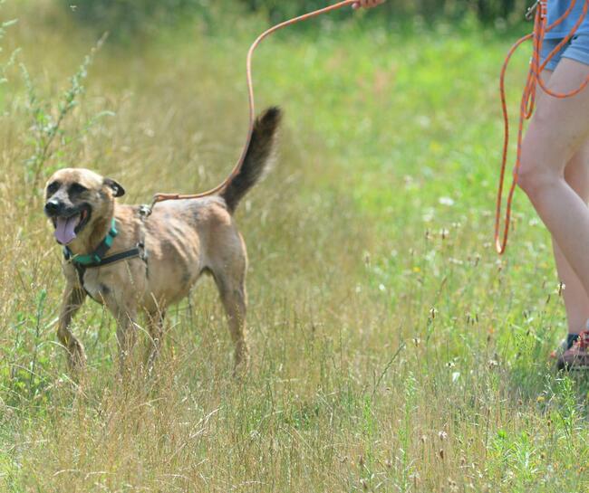 Drzekula ok.5 letni aktywny psiak Psy z Kociego Świata