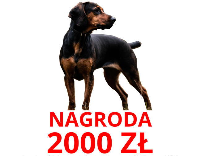 pies suczka gończy polski zaginął NAGRODA 2000ZŁ