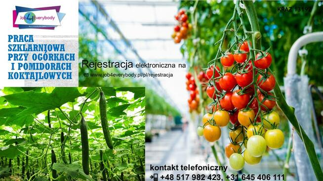 Wyjazdy do Holandii od zaraz