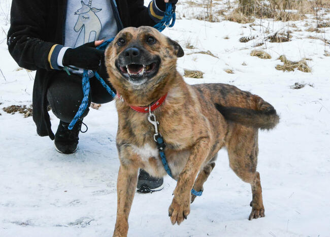 Drzekula ok.5 letni aktywny psiak Psy z Kociego Świata