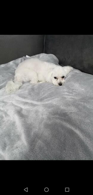 Maltańczyk reproduktor krycie