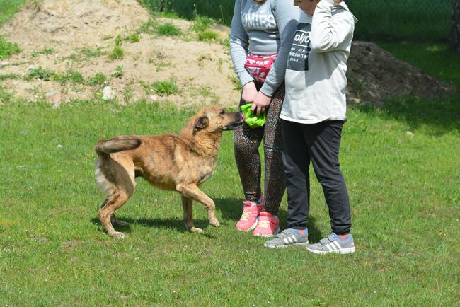 Drzekula ok.5 letni aktywny psiak Psy z Kociego Świata