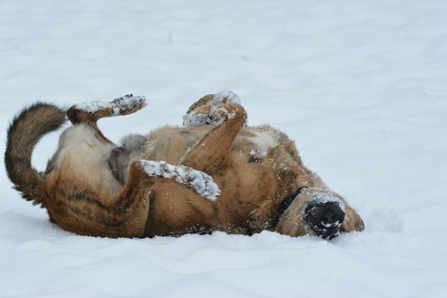 Drzekula ok.5 letni aktywny psiak Psy z Kociego Świata